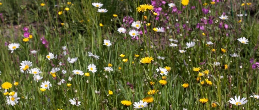 Bloemrijk-grasland_cruydt-hoeck